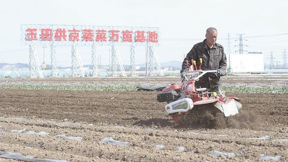 玉田供京蔬菜 奏响春耕“奋进曲”