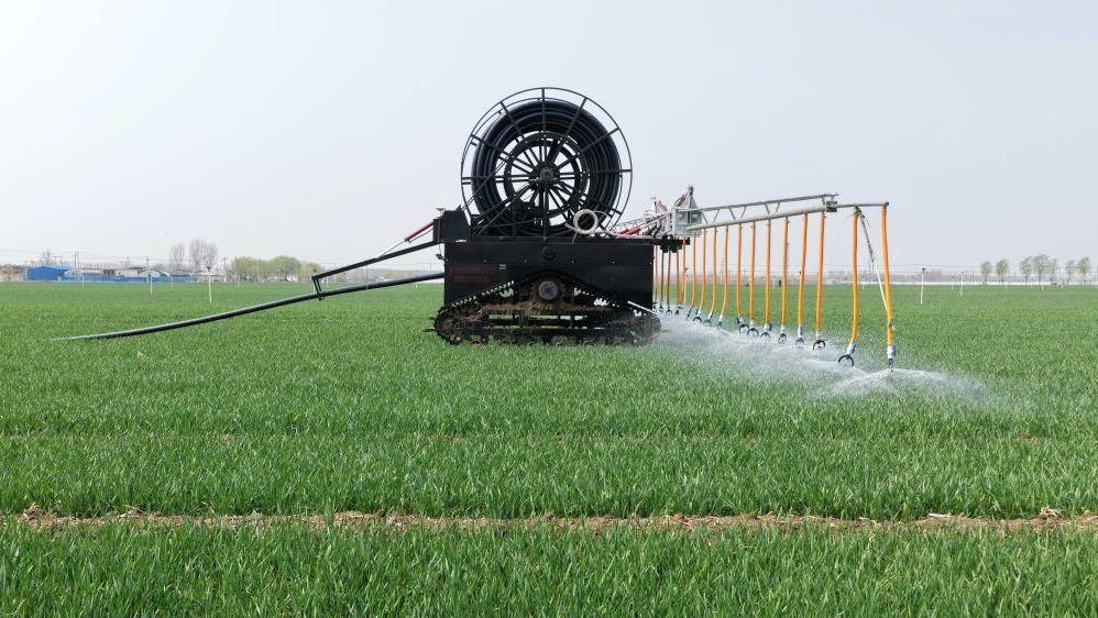 春风拂沃野 小麦春管忙