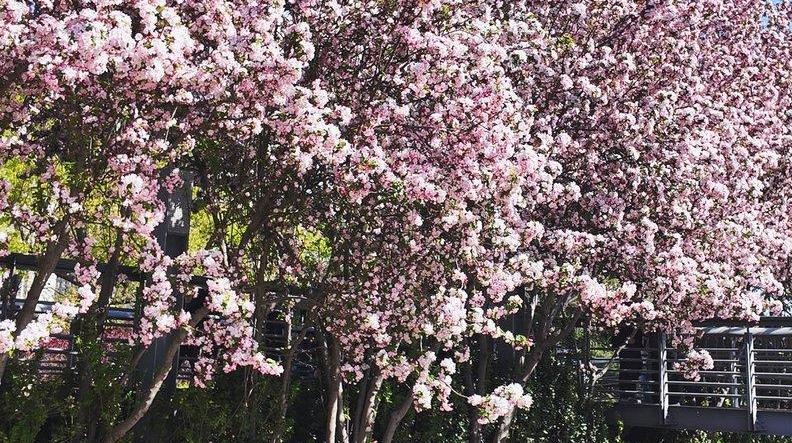 唐山：大钊公园海棠盛放，市民打卡春日美景