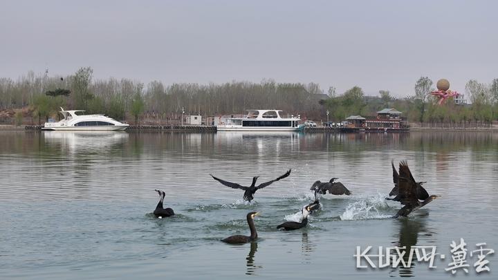 鸬鹚在迁安市黄台湖水面上展翅追逐。吴海民摄.jpg