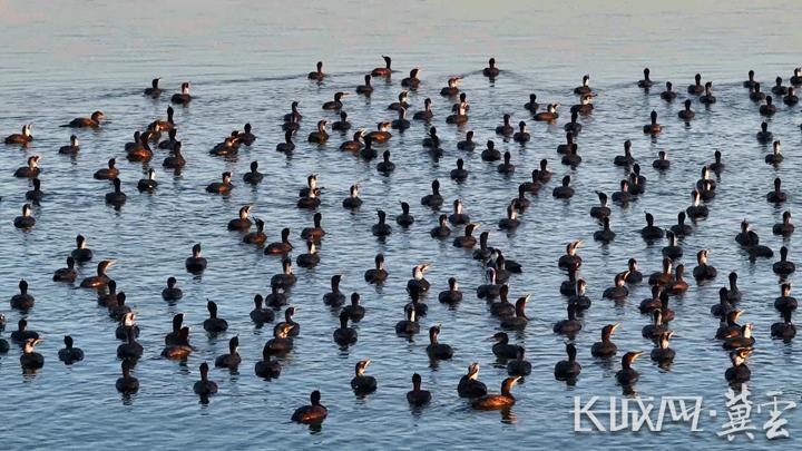 成群的鸬鹚在迁安市黄台湖水面上休憩。李晓松摄.jpg