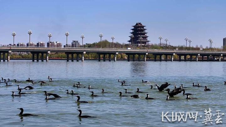 鸬鹚在迁安市黄台湖水面上嬉戏。吴海民摄.jpg
