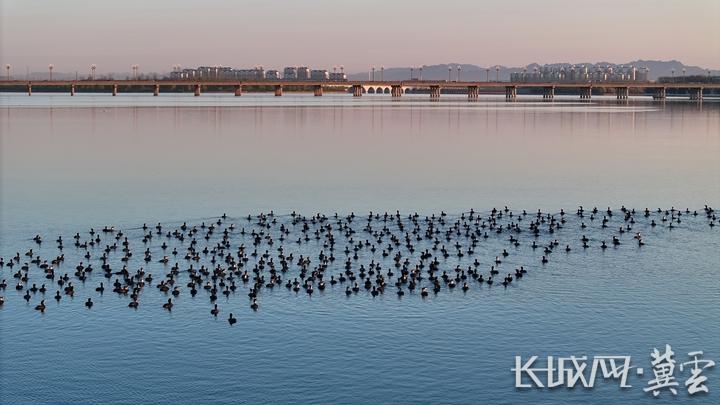 翔集在迁安市黄台湖水面上的成群鸬鹚，蔚为壮观。李晓松摄.jpg
